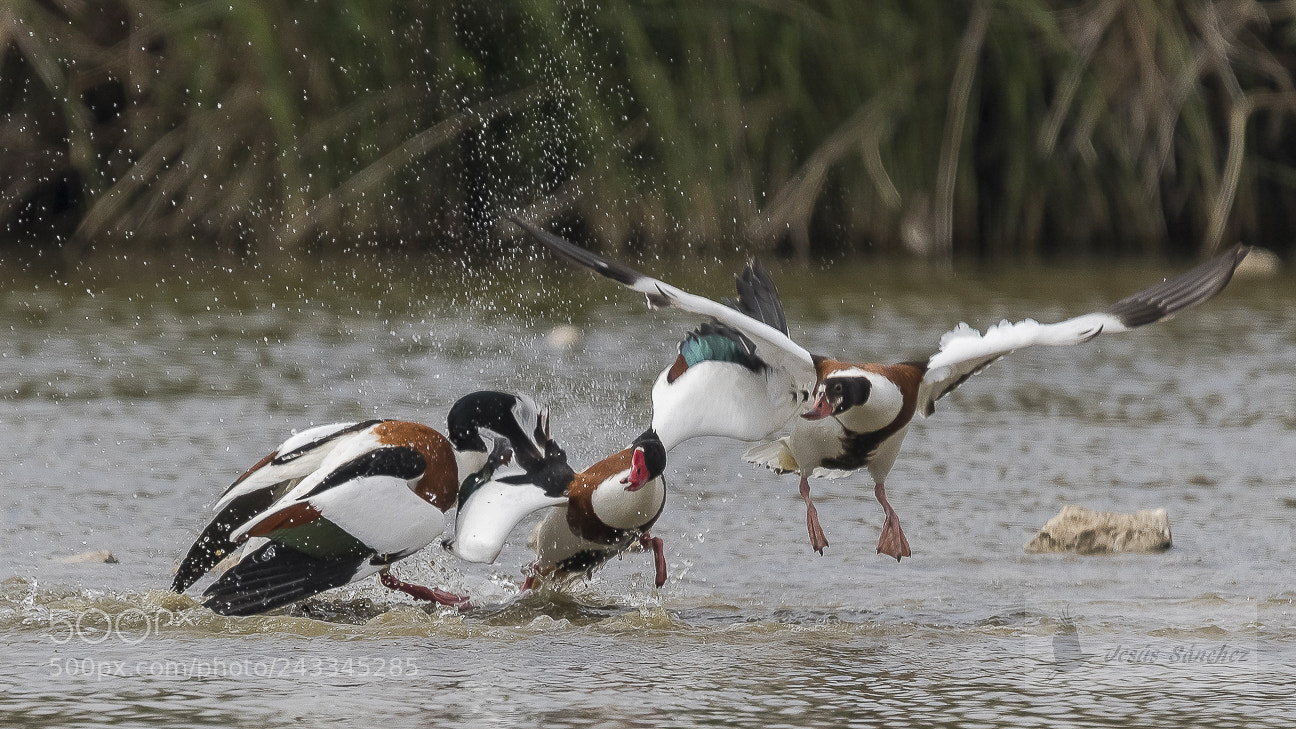 Canon EOS 7D Mark II sample photo. Tarro blanco (tadorna tadorna) photography