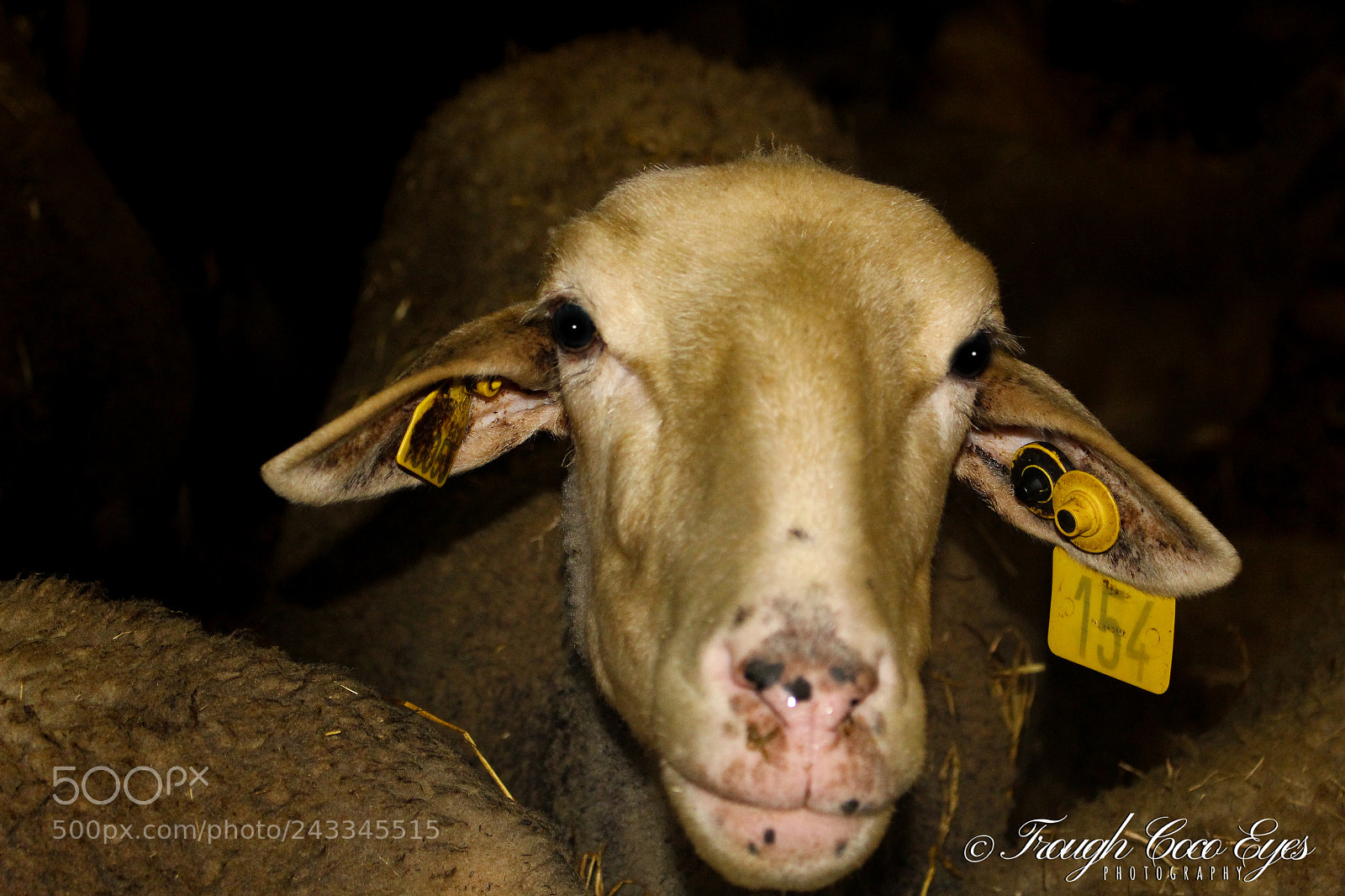 Canon EOS 100D (EOS Rebel SL1 / EOS Kiss X7) sample photo. Brebis curieuse photography