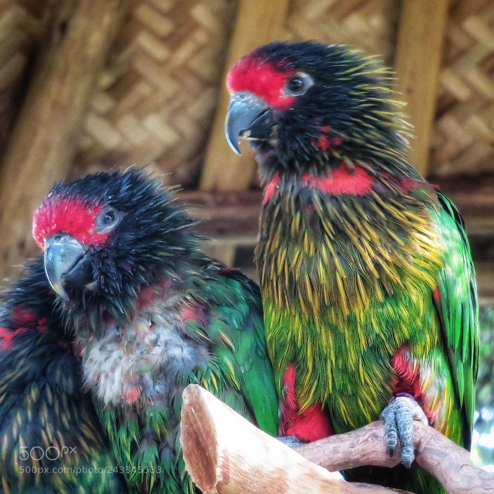 Canon PowerShot SX720 HS sample photo. Yellow-streaked lory photography
