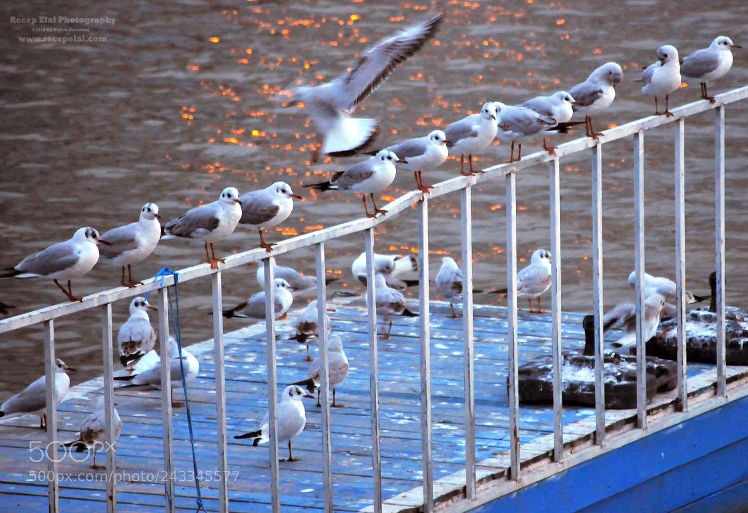 Nikon D300S sample photo. Martı photography
