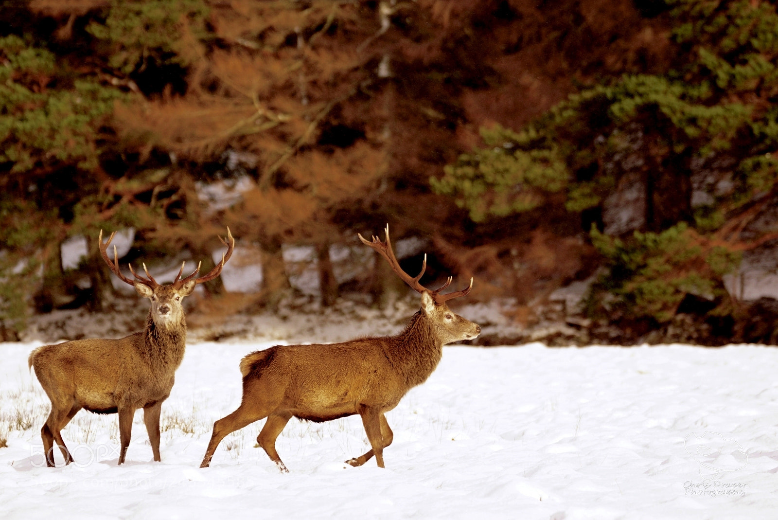 Sony ILCA-77M2 sample photo. 2 stags in the sun photography