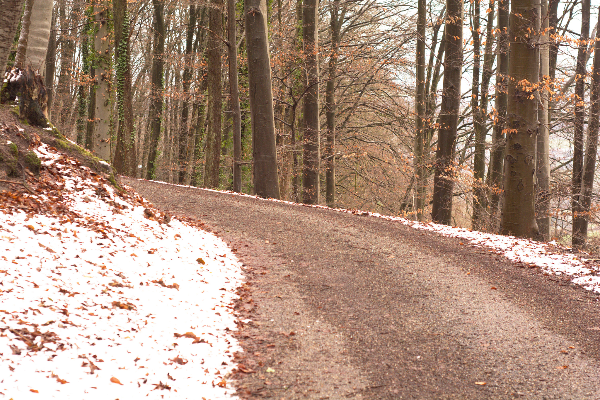 AF Nikkor 50mm f/1.8 sample photo. Winter forest photography