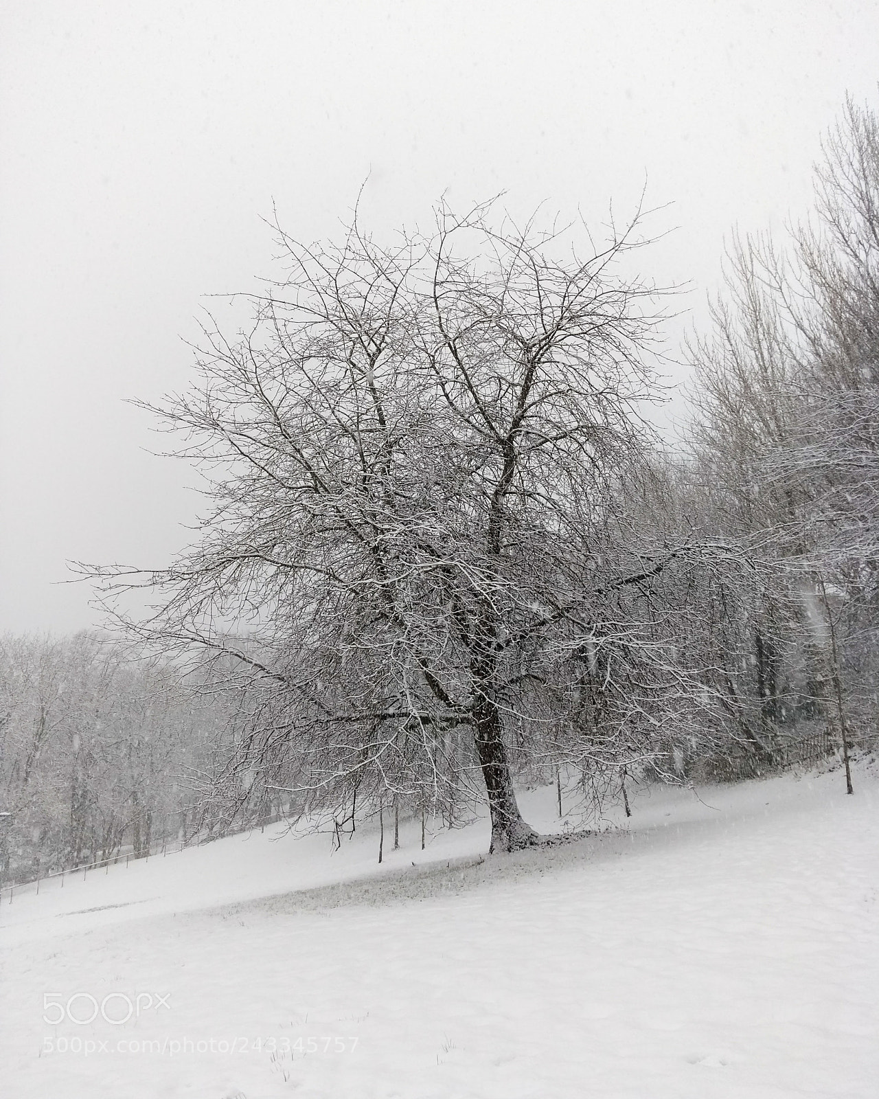 Motorola Moto G (5th Gen) sample photo. A winter's day photography