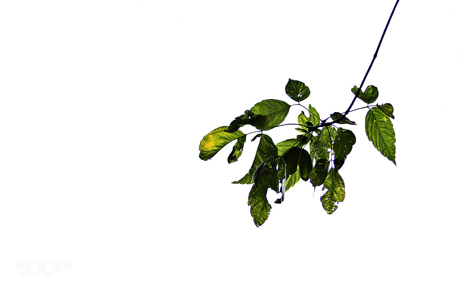Nikon D3100 sample photo. Simple photography