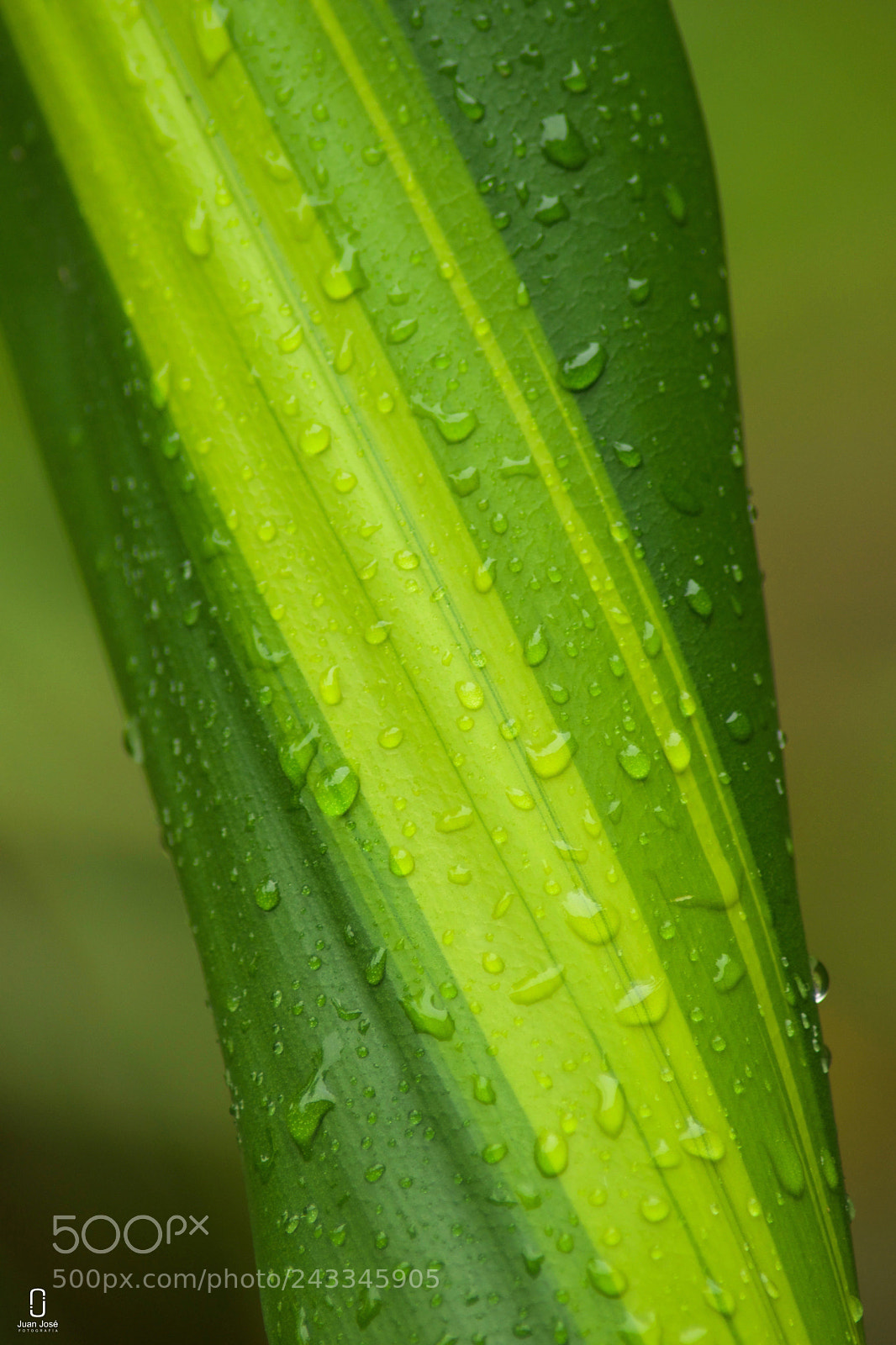 Nikon D5500 sample photo. Días de lluvia photography