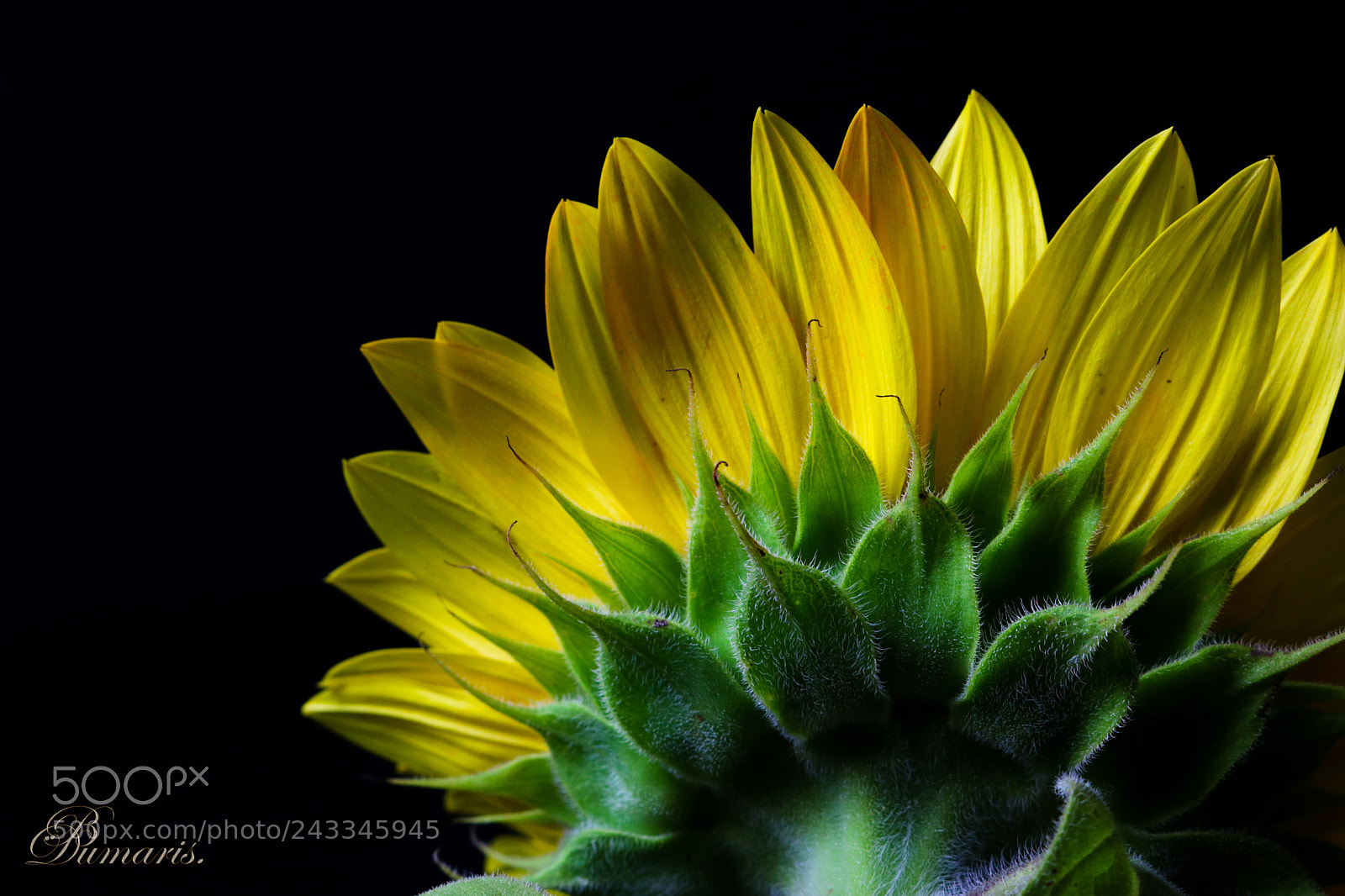 Canon EOS 750D (EOS Rebel T6i / EOS Kiss X8i) sample photo. Sunflower photography
