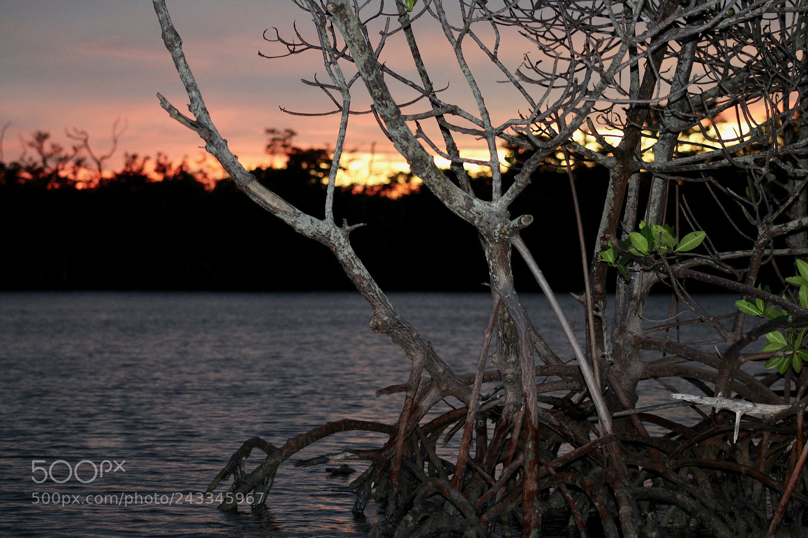 Canon EOS 1300D (EOS Rebel T6 / EOS Kiss X80) sample photo. Mangrove sunset photography