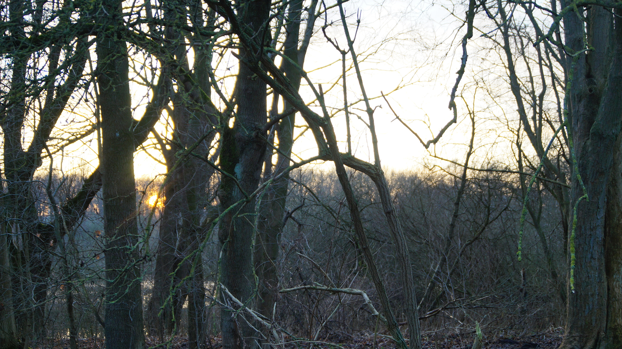 Sony SLT-A58 sample photo. Sunset in the forest photography