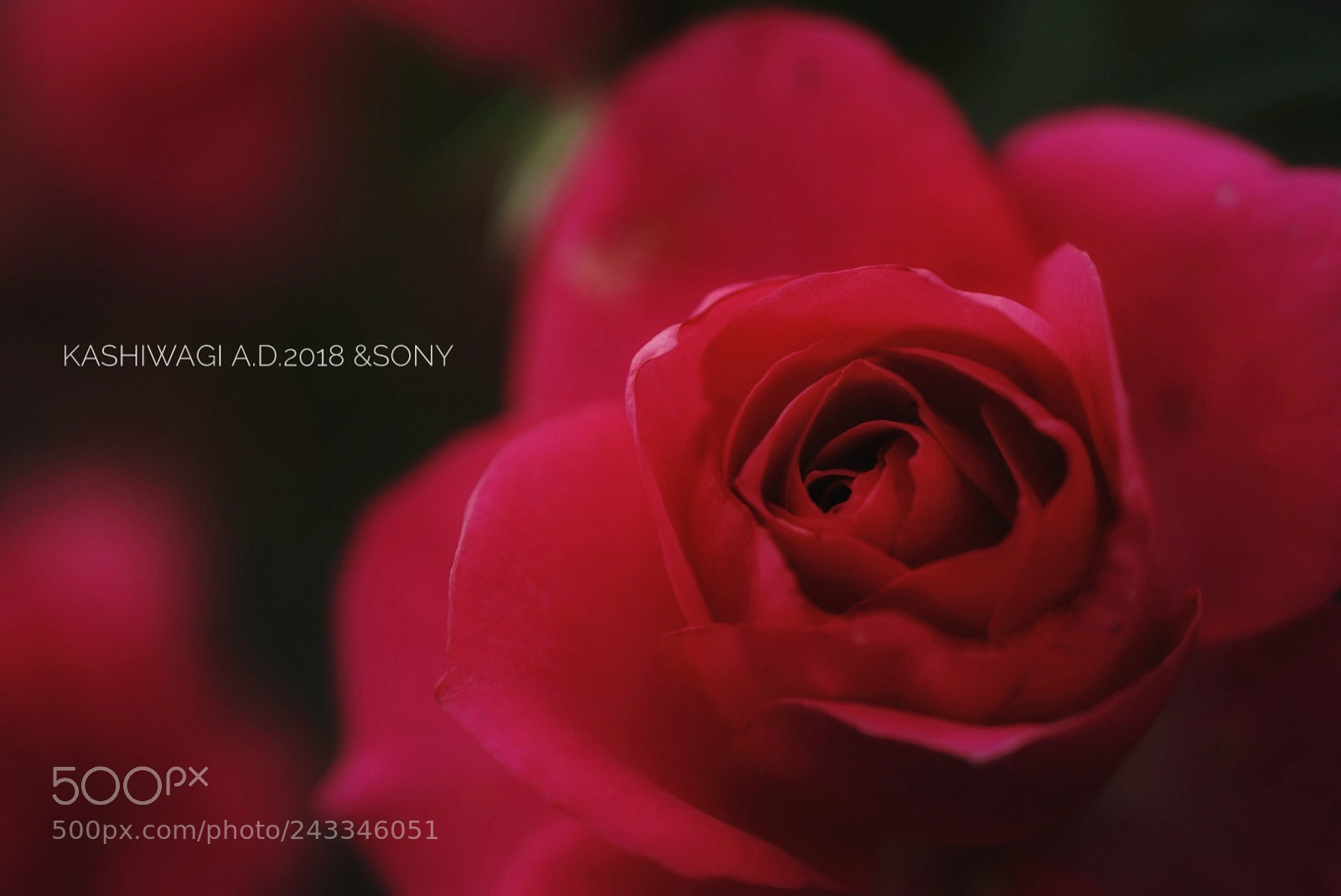 Sony a7 II sample photo. Rose urara /japan1995 photography