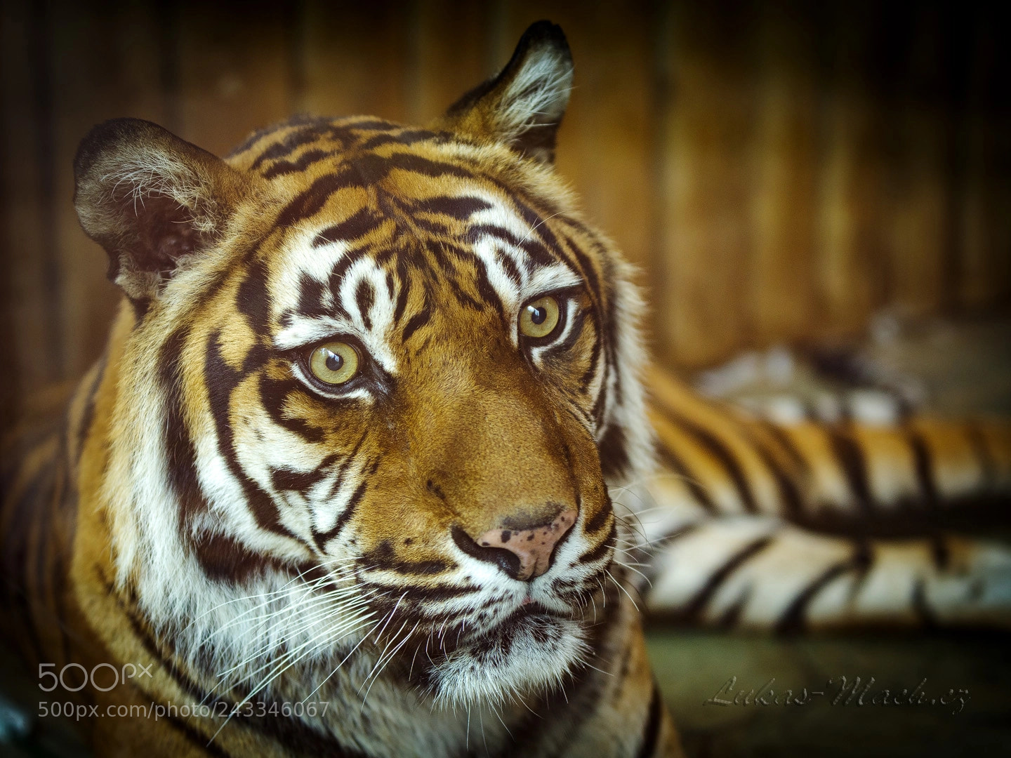 Pentax K-1 sample photo. Tiger eyes photography