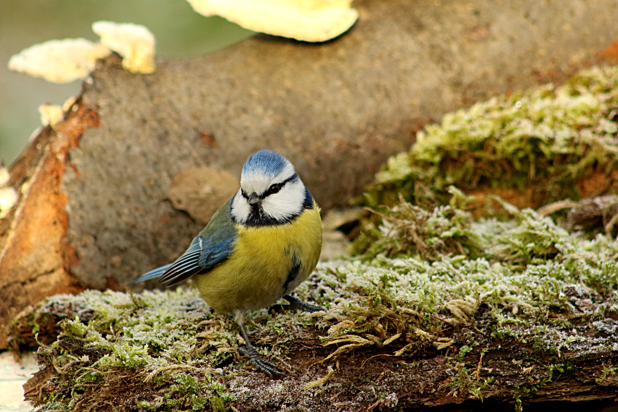Canon EF 75-300mm f/4-5.6 USM sample photo. Eurasian blue tit photography