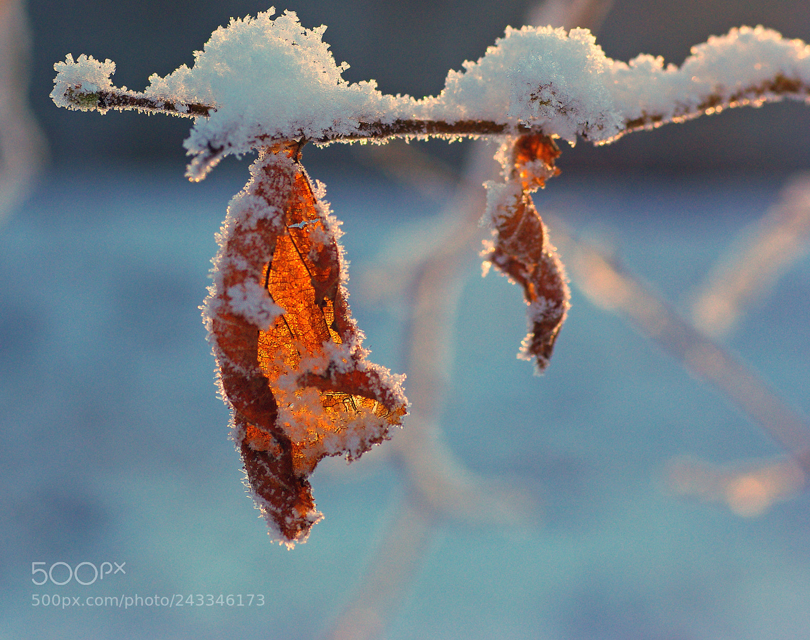 Pentax K200D sample photo. Frosty leaves photography