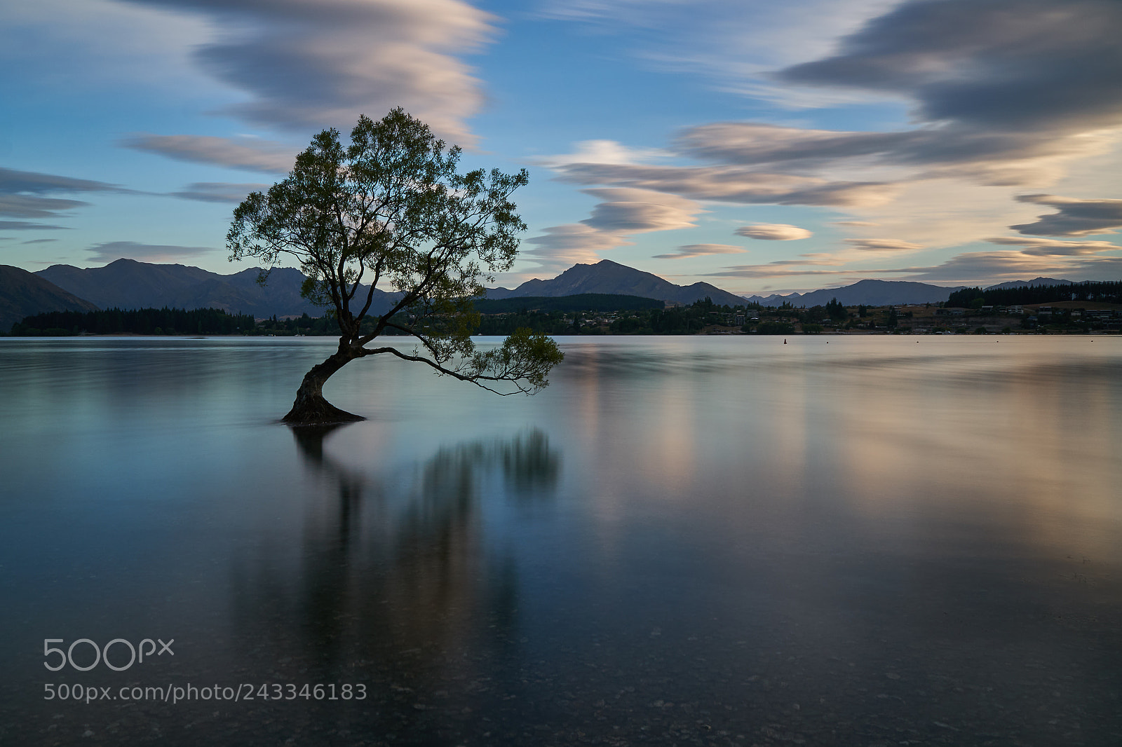 Sony a6300 sample photo. That wanaka tree photography