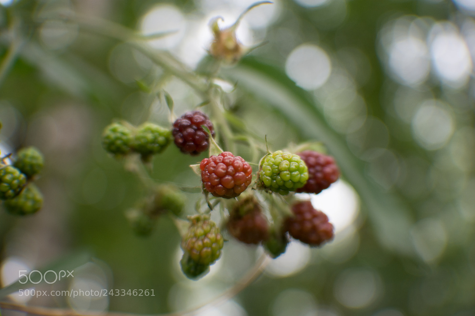 Nikon D7200 sample photo. Wilde brombeeren photography