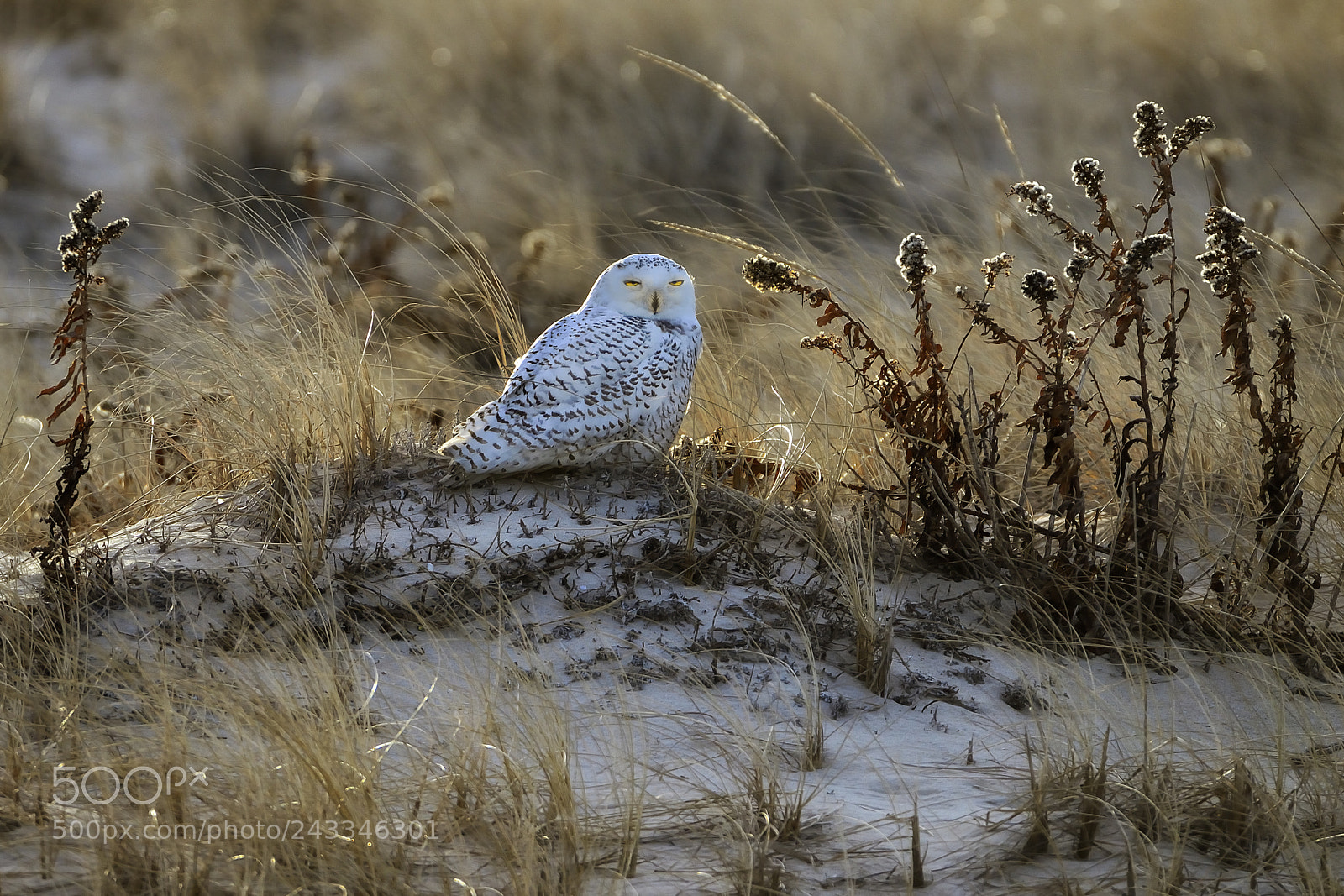 Nikon D600 sample photo. Snowyowl in the morning photography