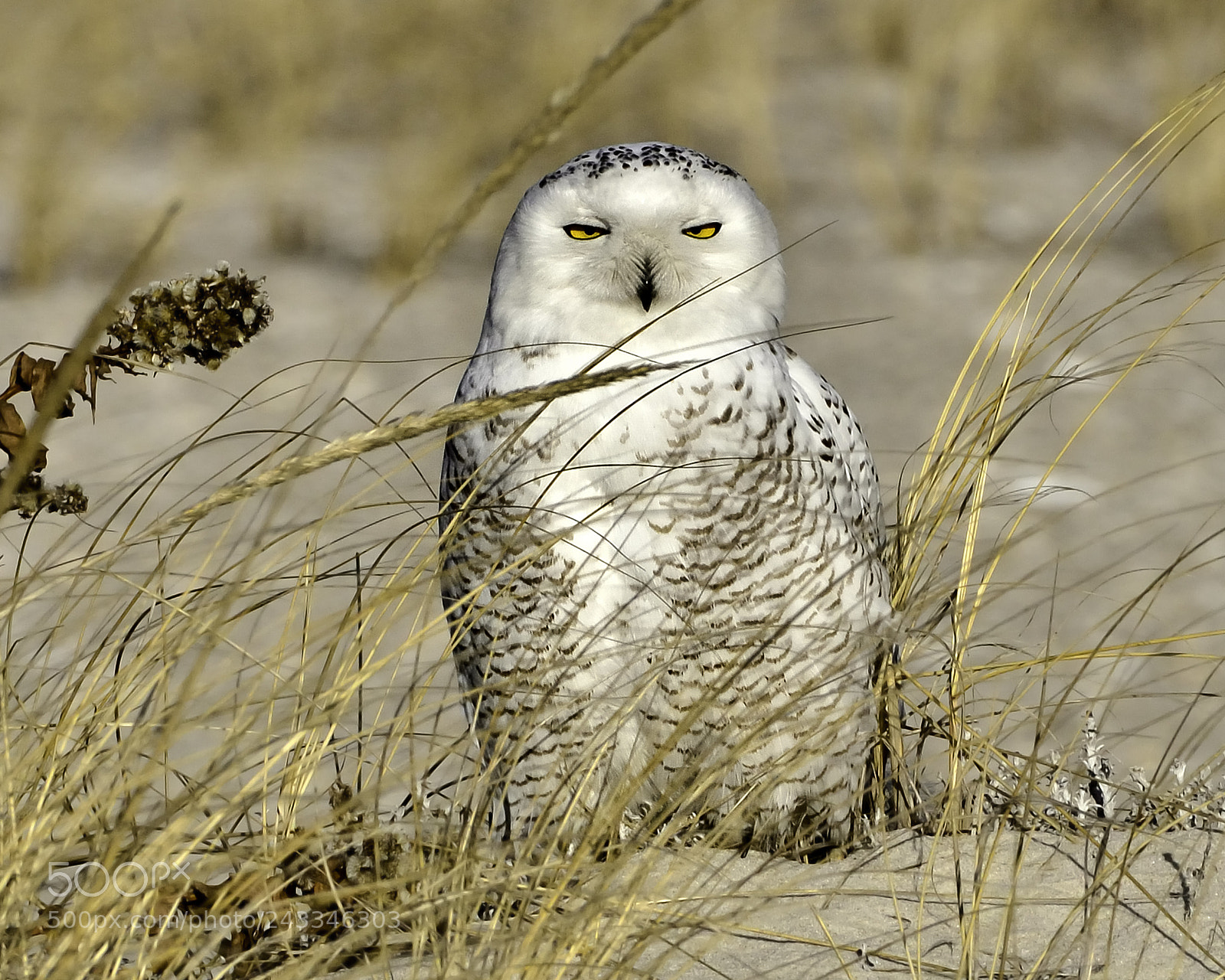 Nikon D600 sample photo. Snowowl sitting up photography