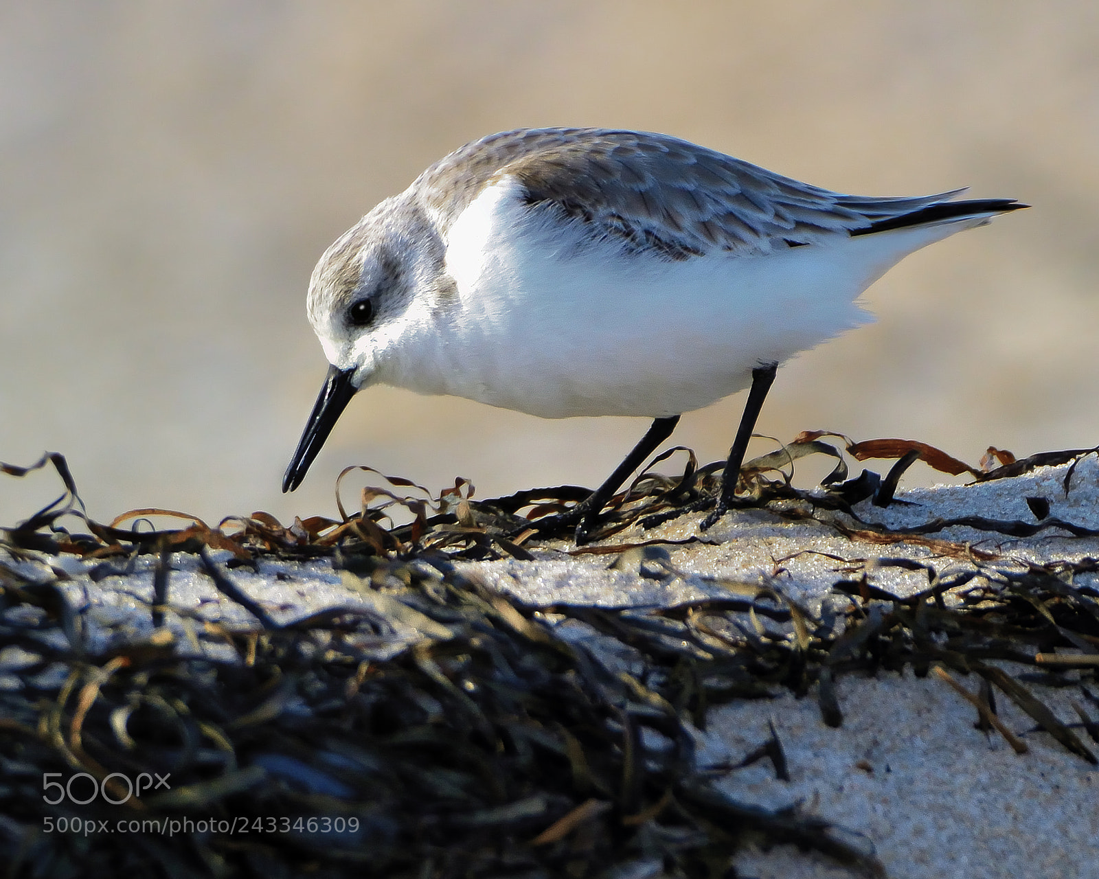 Nikon D600 sample photo. Sanderling finding food photography