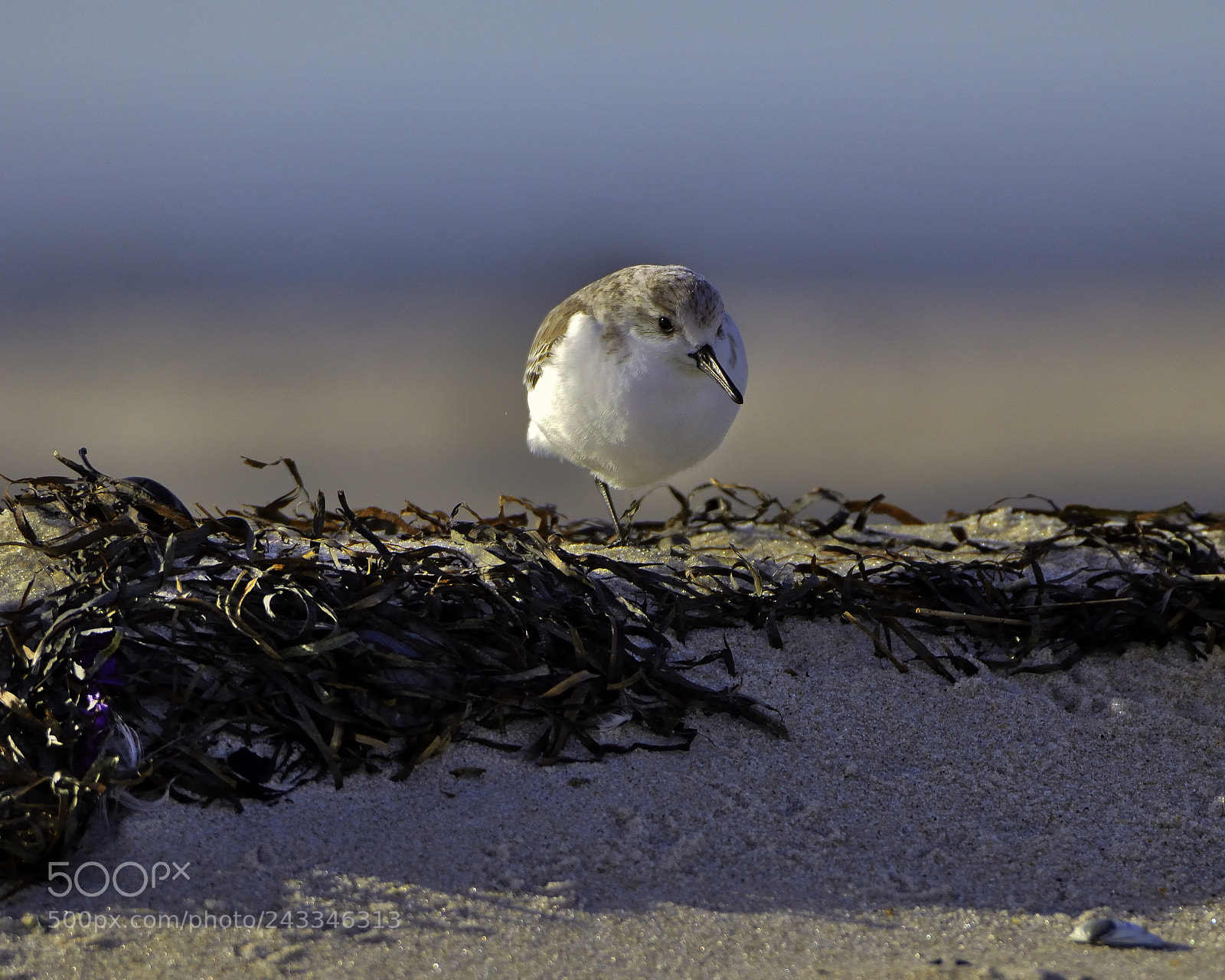 Nikon D600 sample photo. Sanderling in the morning photography