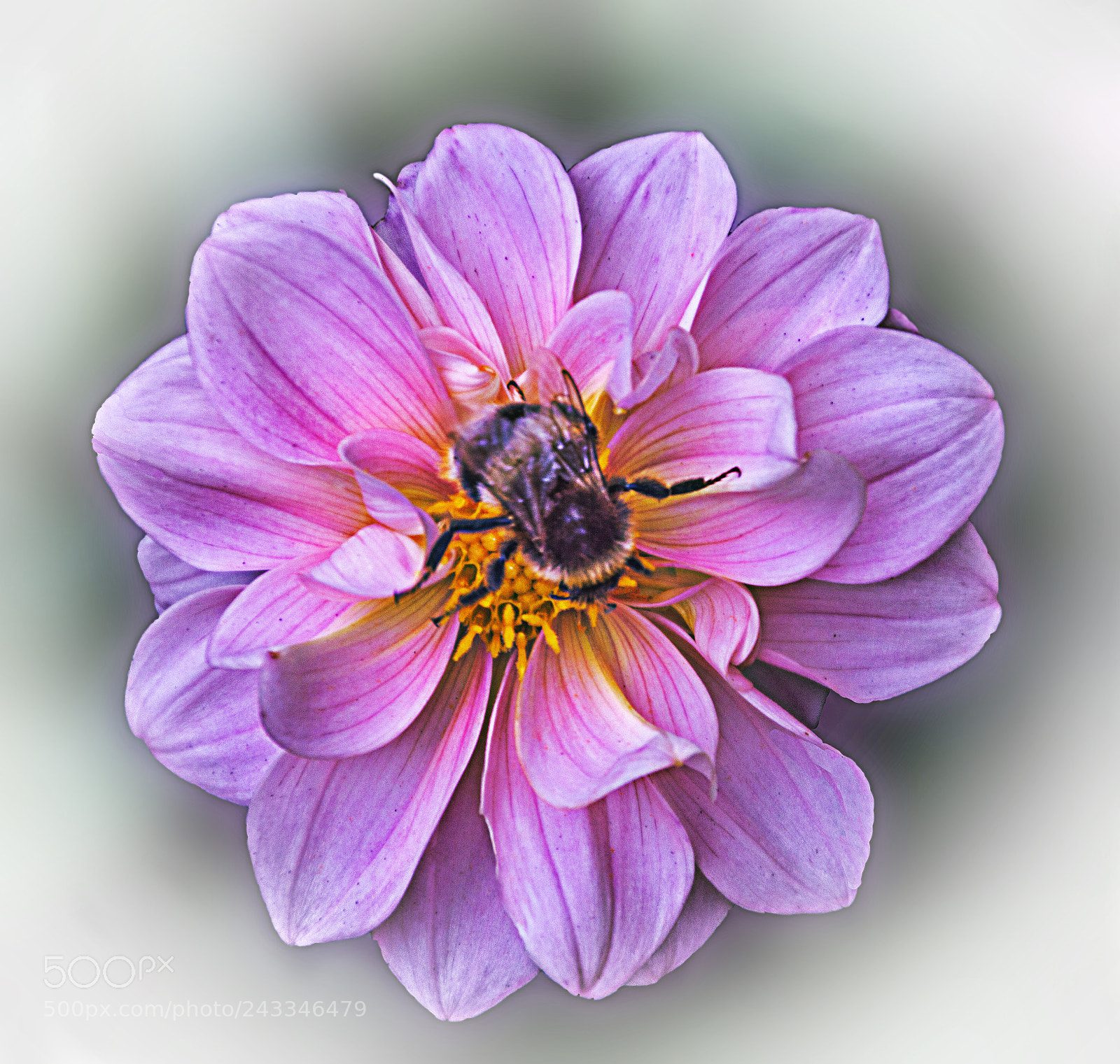 Nikon D3200 sample photo. Busy bee photography