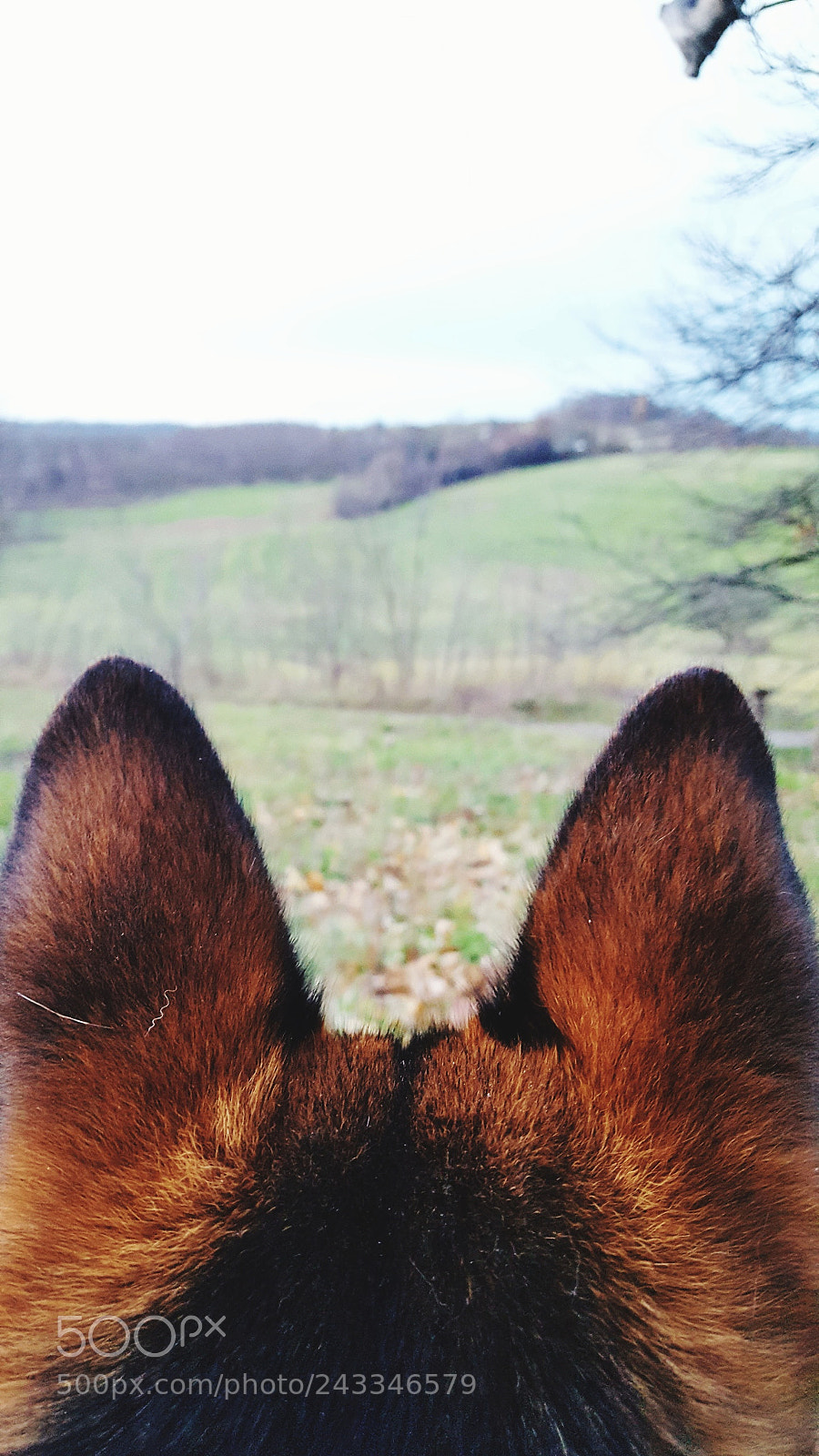 Samsung GALAXY S6 edge sample photo. Untitled photography