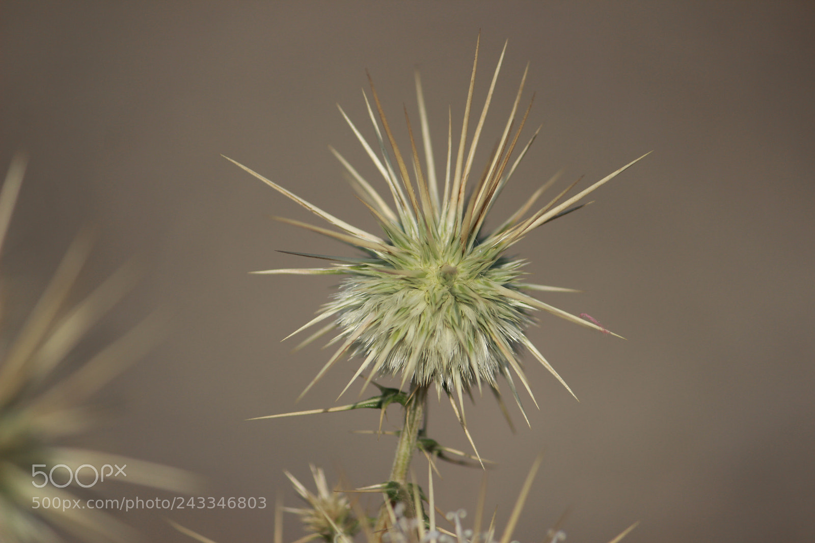Canon EF-S 55-250mm F4-5.6 IS II sample photo. Untitled photography