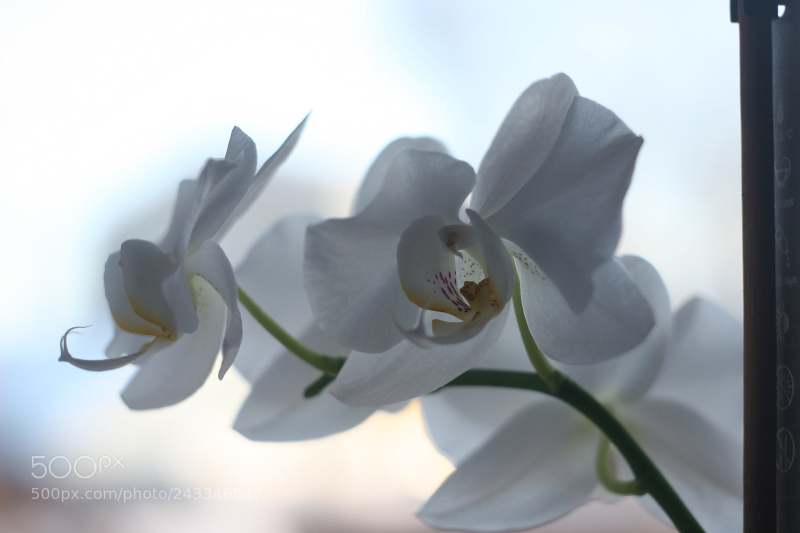 Canon EOS 20D sample photo. Untitled photography