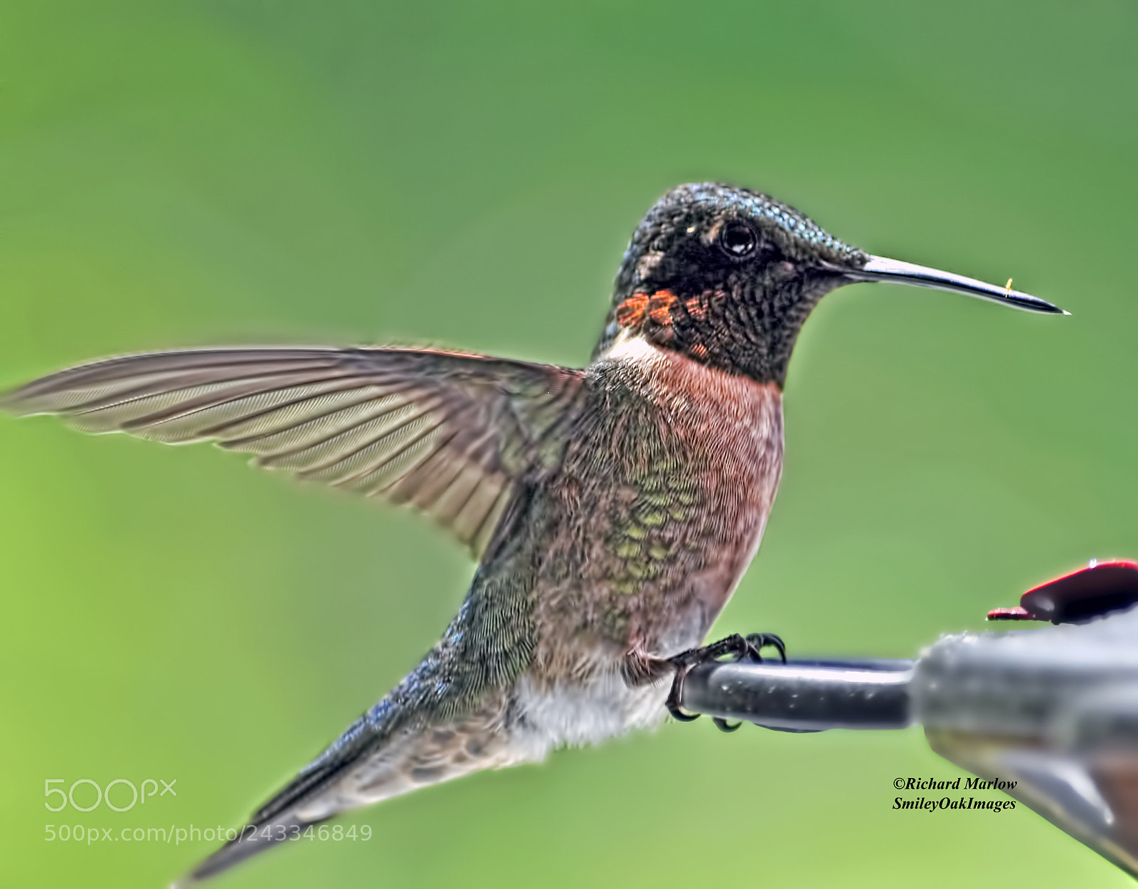 Nikon D5000 sample photo. Hummingbird photography