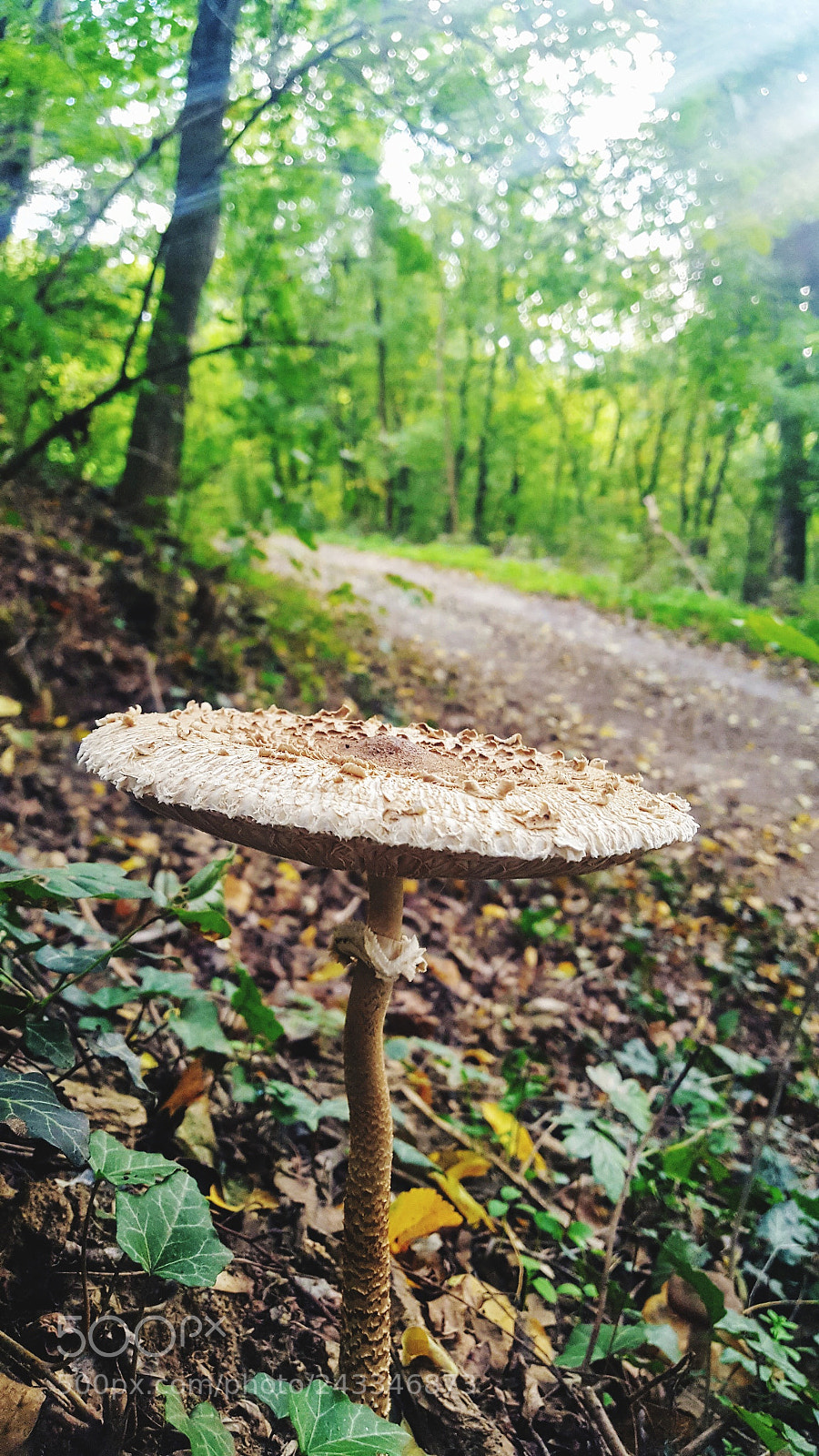 Samsung GALAXY S6 edge sample photo. Untitled photography