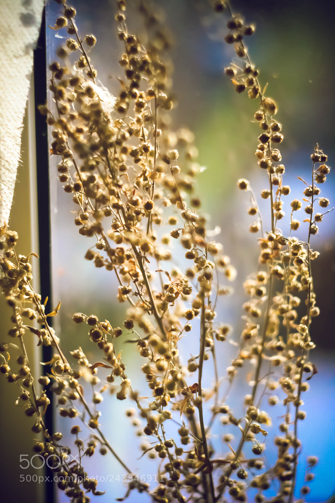 Canon EOS 20D sample photo. Untitled photography