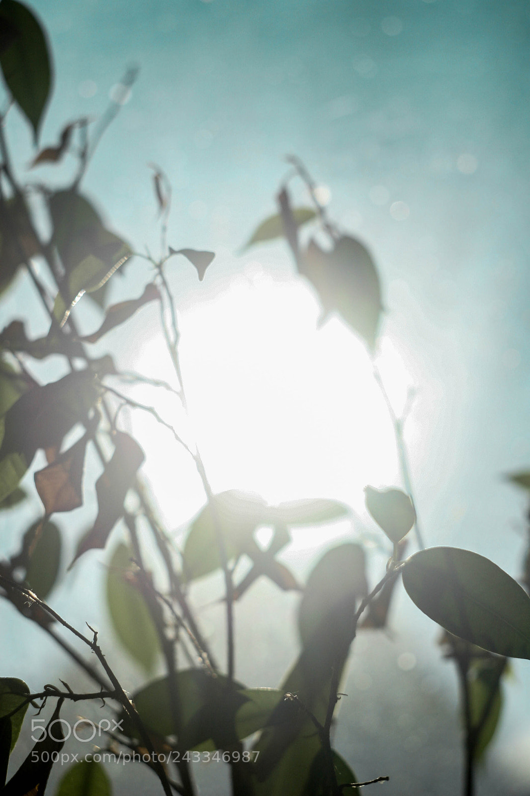 Canon EOS 20D sample photo. Untitled photography