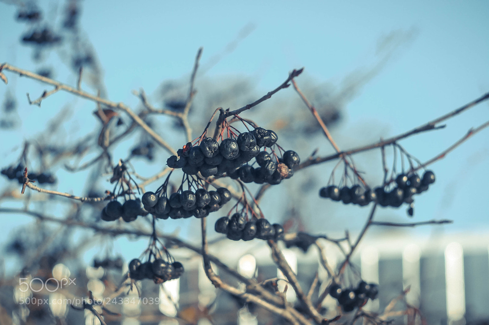Canon EOS 20D sample photo. Untitled photography