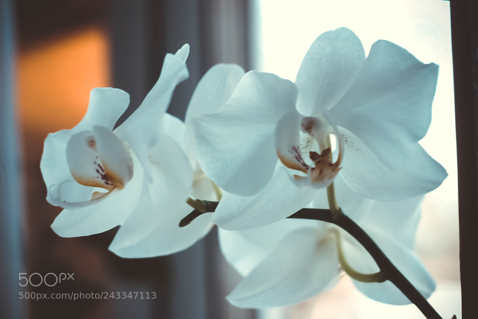 Canon EOS 20D sample photo. Untitled photography