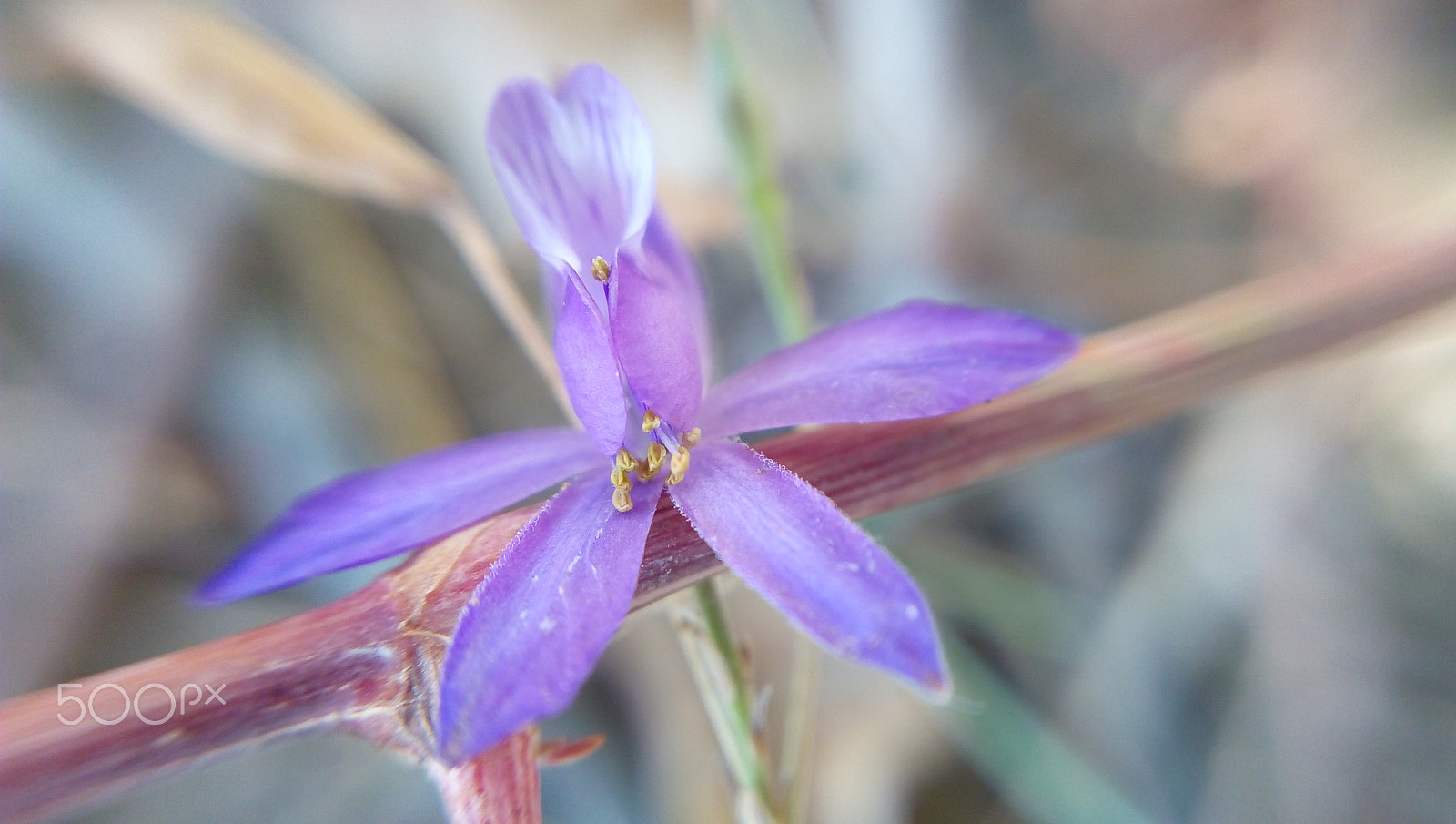 Lenovo P70-A sample photo. Macro flower photography