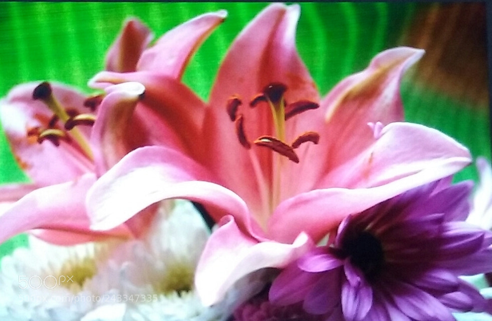 Samsung Galaxy Core Prime sample photo. Flowers photography
