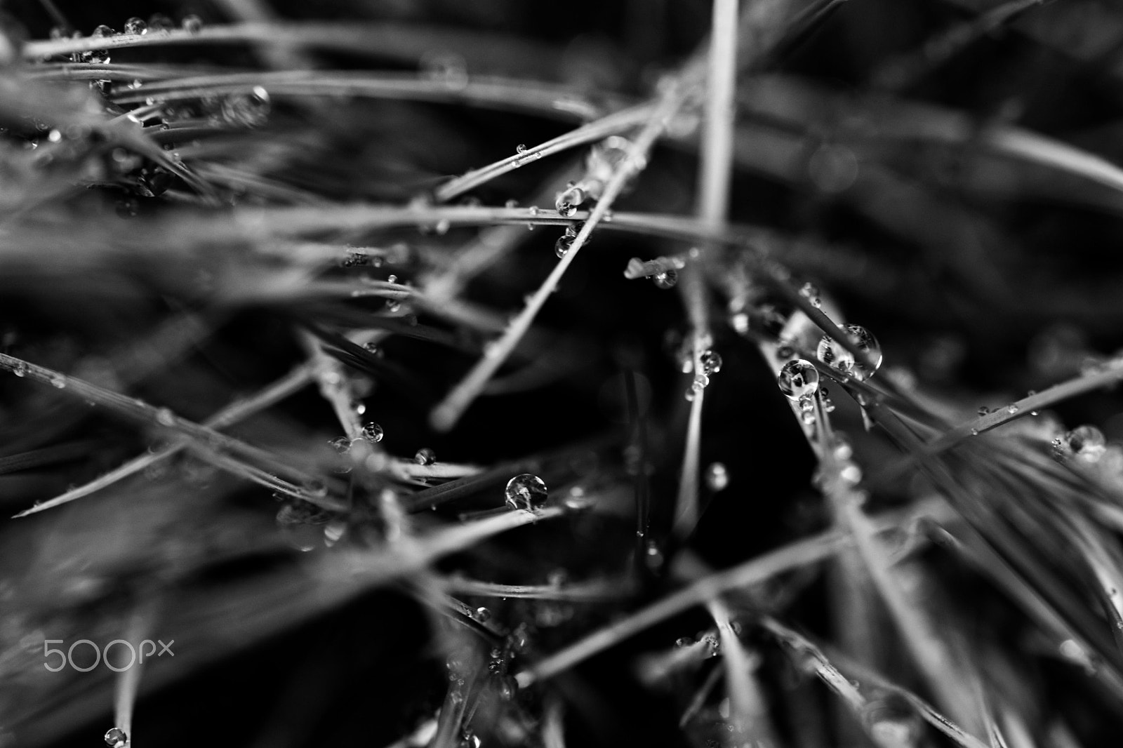 Sigma 105mm F2.8 EX DG OS HSM sample photo. Perles d'eau photography