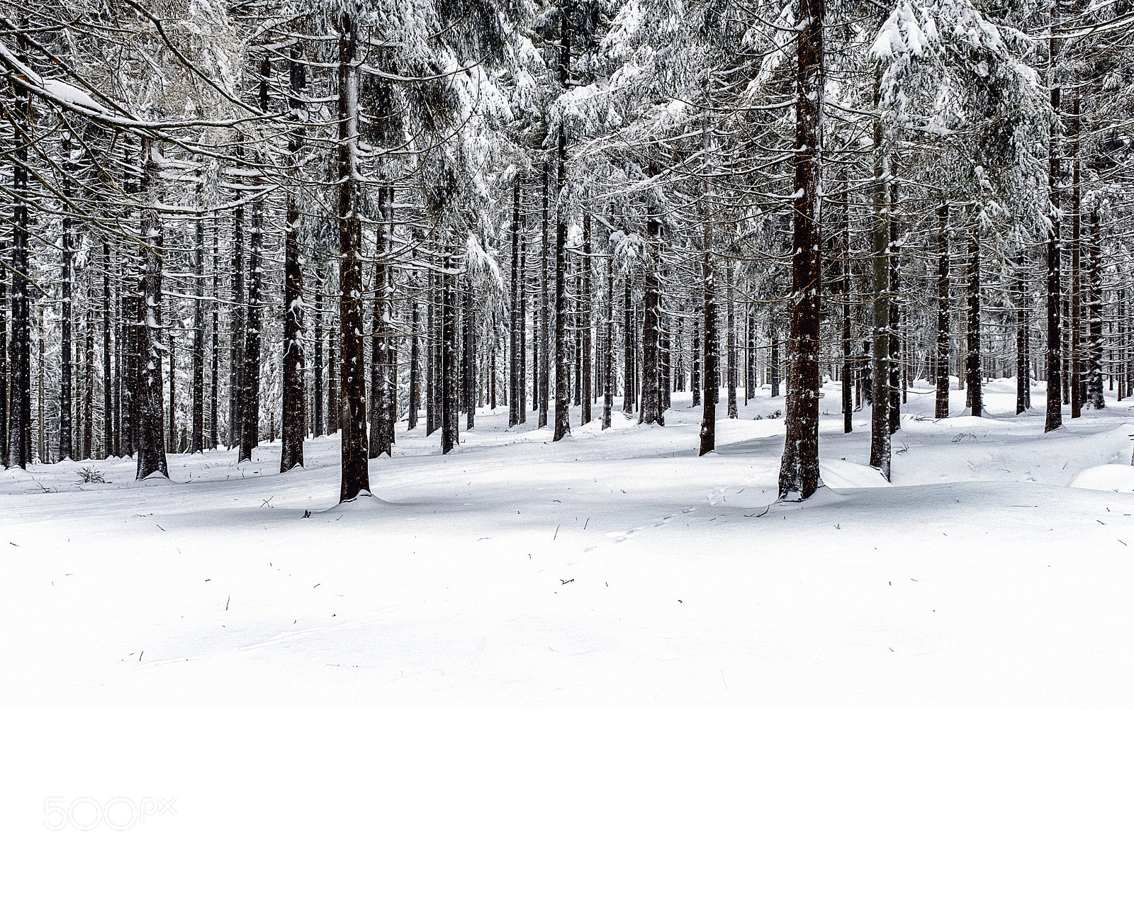 Fujifilm X-T2 sample photo. Winter trees photography