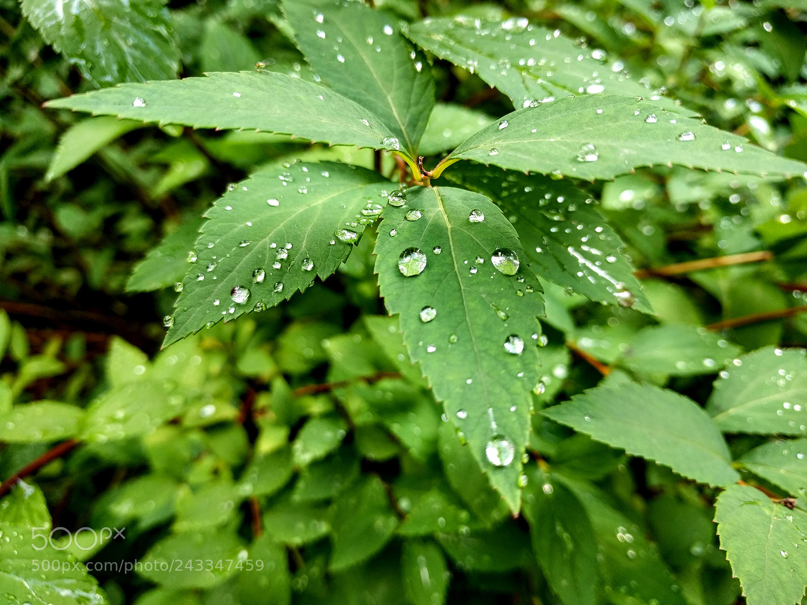 LG Nexus 5X sample photo. Img_20160603_093946_2.jpg photography