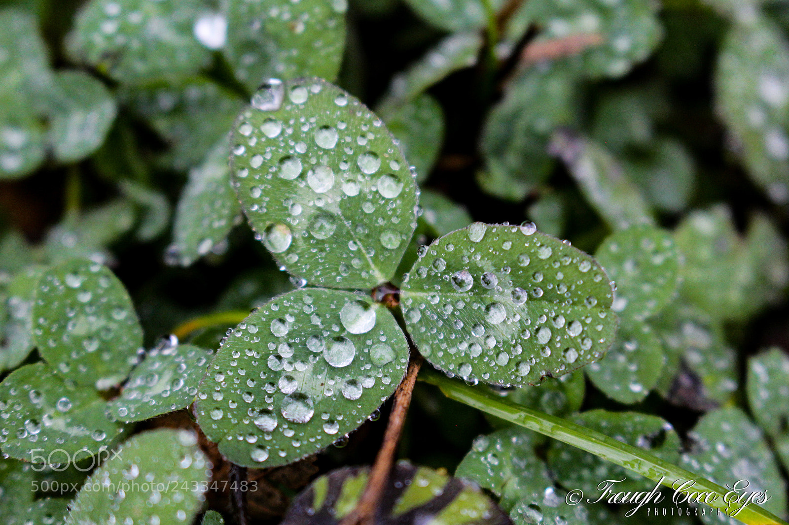 Canon EOS 100D (EOS Rebel SL1 / EOS Kiss X7) sample photo. Gouttes photography