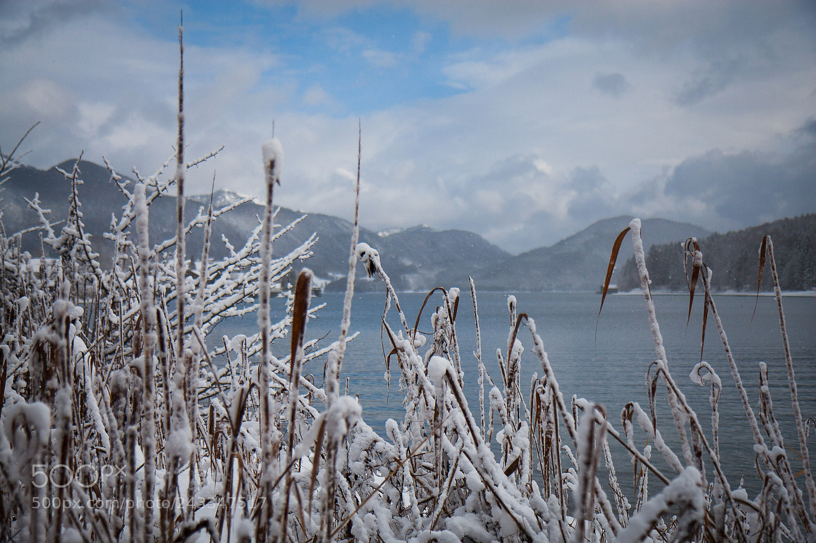 Canon EOS 30D sample photo. Reed photography