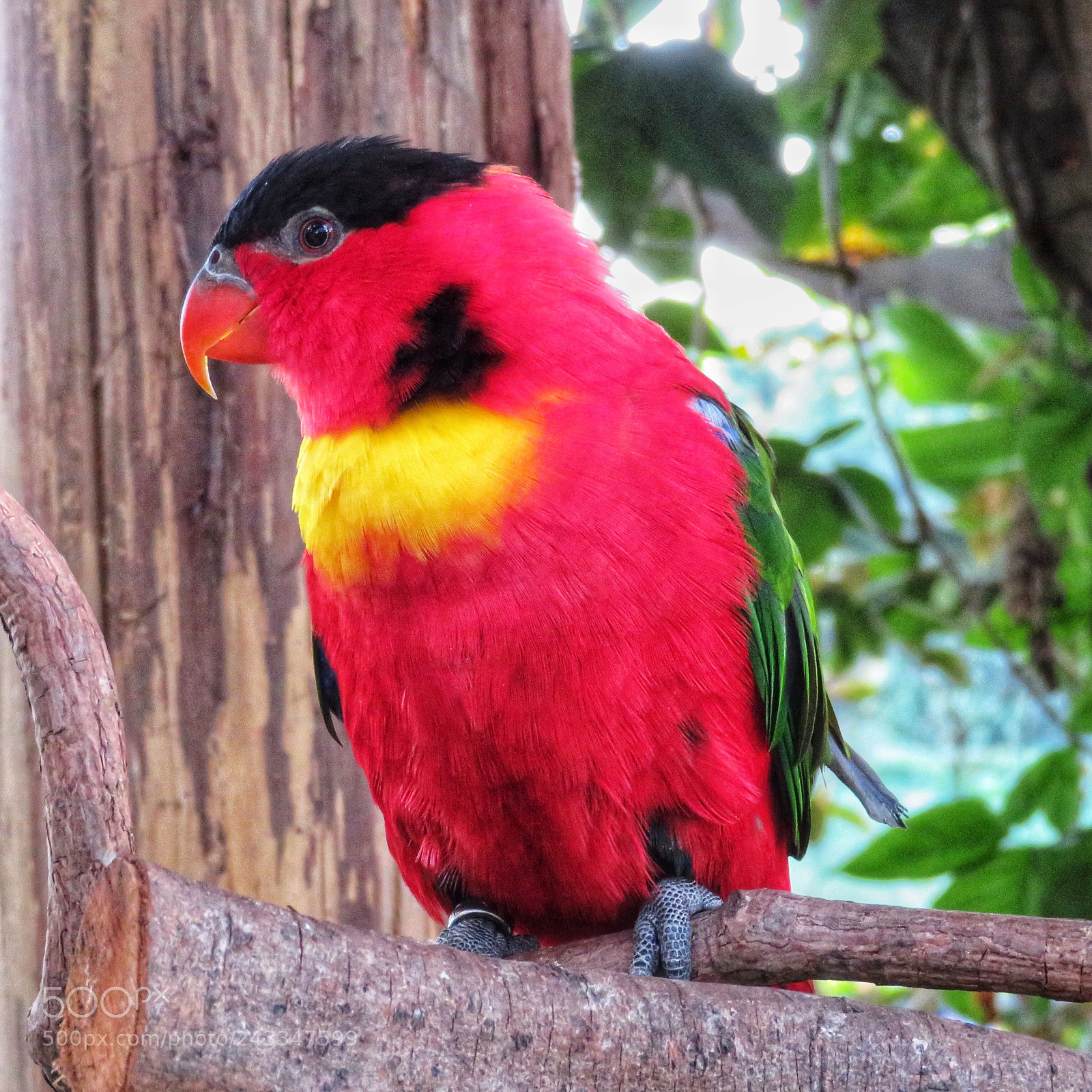 Canon PowerShot SX720 HS sample photo. Yellow-bibbed lory photography