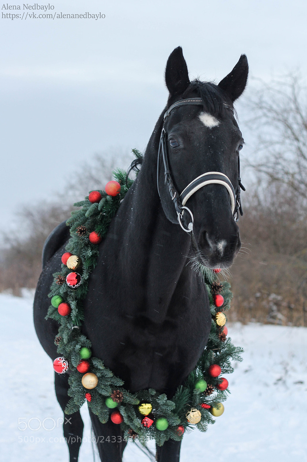 Canon EOS 1100D (EOS Rebel T3 / EOS Kiss X50) sample photo. Black horse photography
