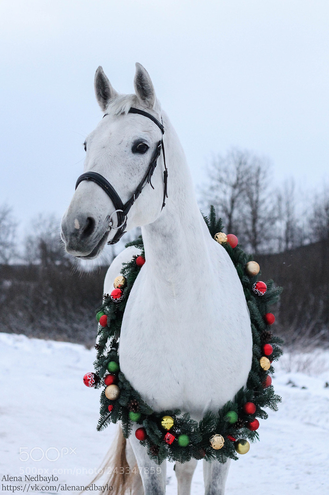 Canon EOS 1100D (EOS Rebel T3 / EOS Kiss X50) sample photo. Gray horse photography