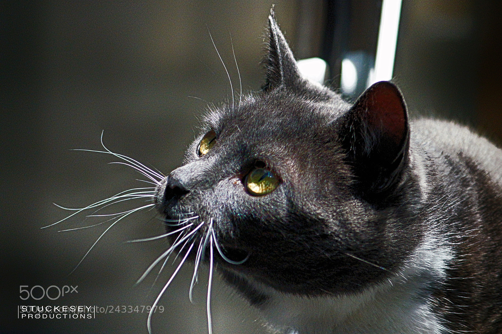 Sony SLT-A57 sample photo. Miss you eddy....... photography
