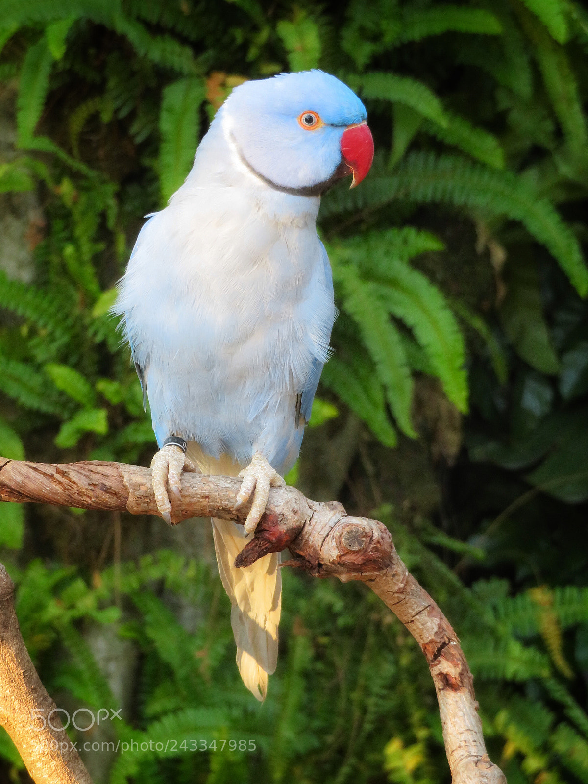 Canon PowerShot SX720 HS sample photo. Blue indian ringneck parakeet photography