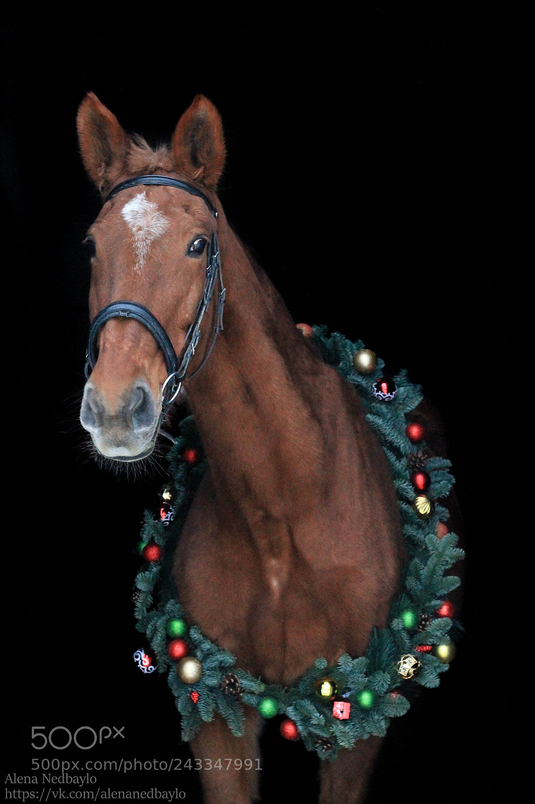 Canon EOS 1100D (EOS Rebel T3 / EOS Kiss X50) sample photo. Red horse photography