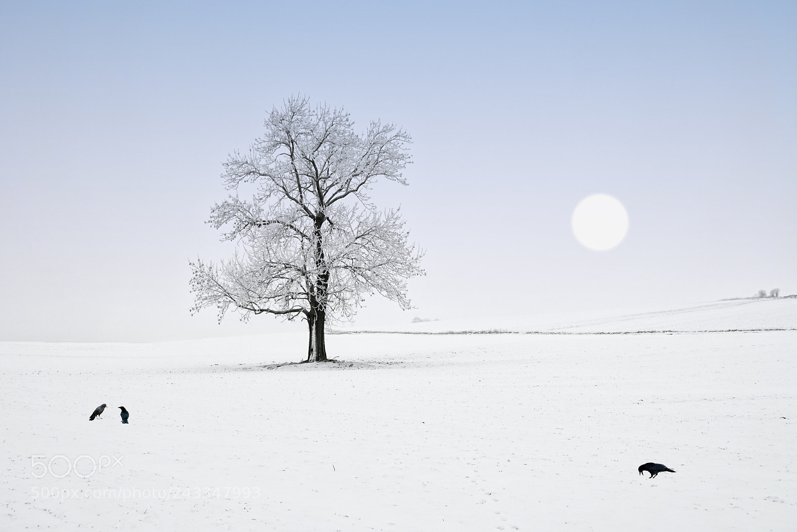 Sony a7R II sample photo. The lonesome photography