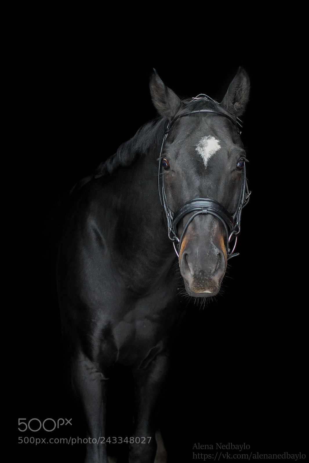 Canon EOS 1100D (EOS Rebel T3 / EOS Kiss X50) sample photo. Black stallion photography