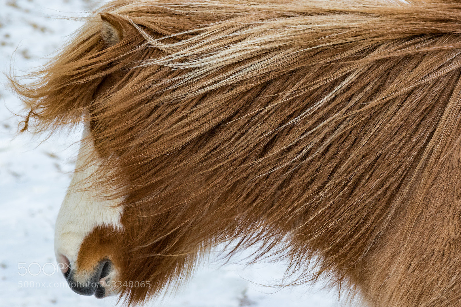 Canon EOS 7D Mark II sample photo. Winterbeast photography