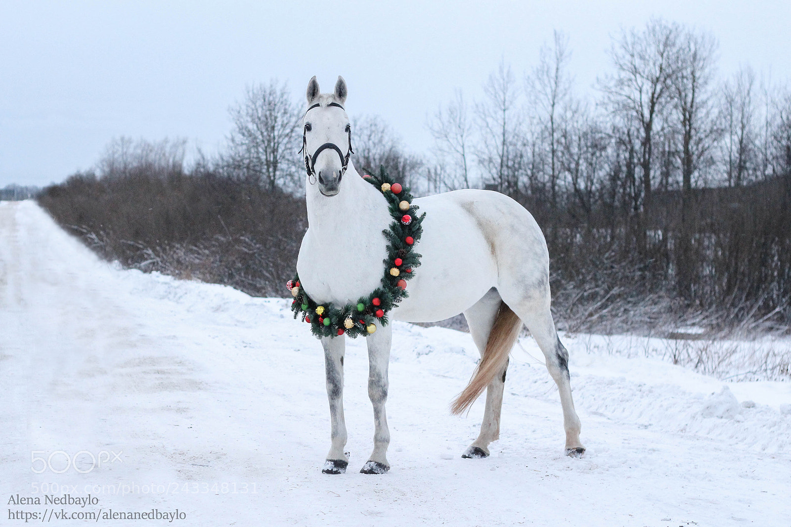 Canon EOS 1100D (EOS Rebel T3 / EOS Kiss X50) sample photo. Gray horse photography