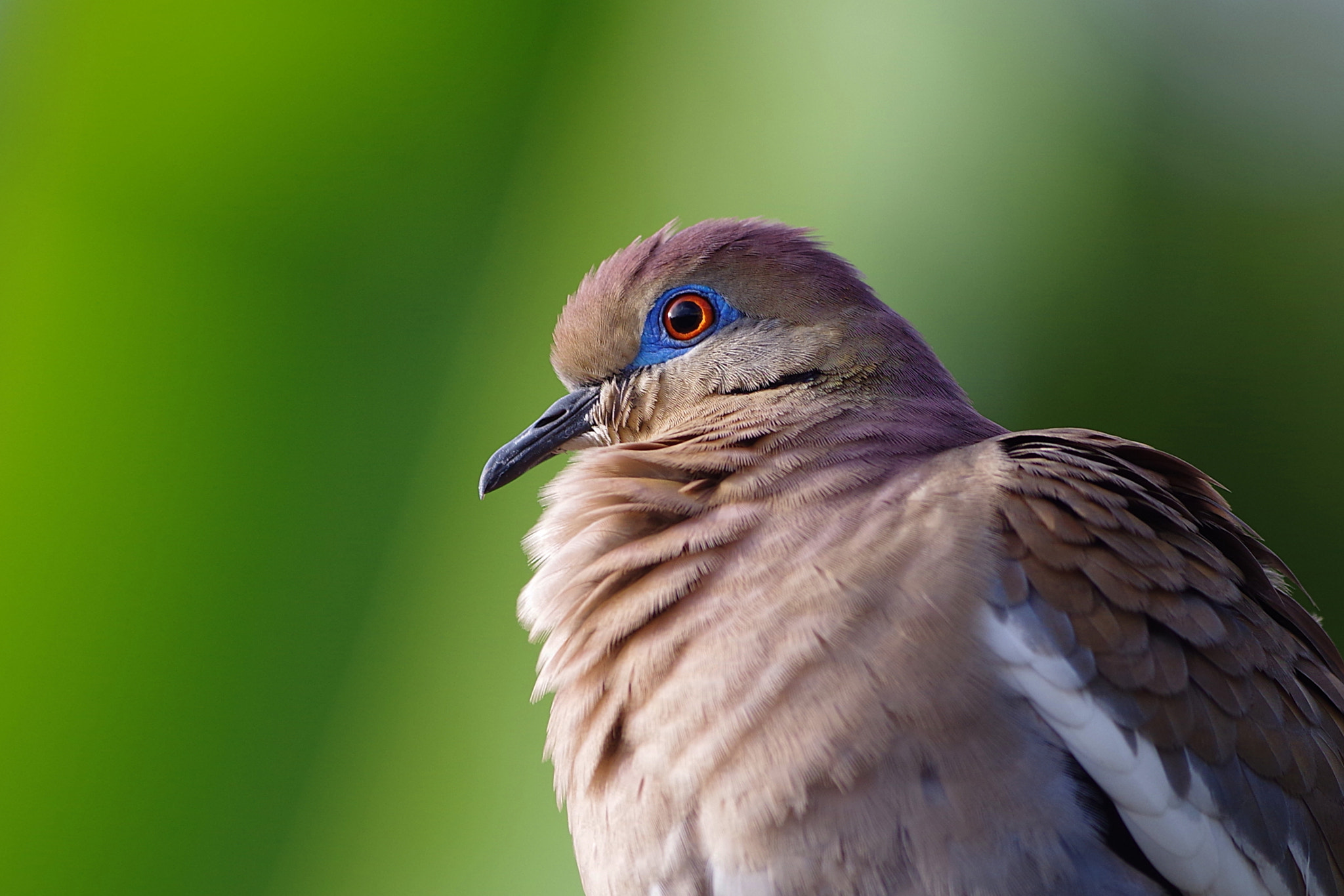 Pentax K-S2 + Pentax smc DA* 300mm F4.0 ED (IF) SDM sample photo. Closeup photography